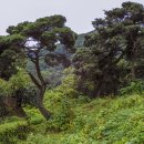 반가운 소나무 / A welcoming pine tree 이미지