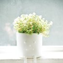 분당-188 이미지