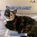 마성의냥이