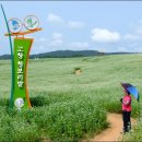 밀밭농장 이미지