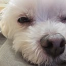 양코치 애견카페 이미지