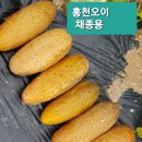 토종 홍천오이 나눔 이미지