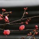 순천-79호 이미지