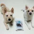 농업회사법인 파머스독 이미지