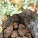 Joe’s 헤어 | 미국 비행을 마치고 곧장 수술받으러 병원에 오신 승무원 그녀 ✈️ 🍫. 여성 연예인 모발이식 헤어라인