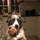 발편한동물병원 이미지