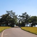 월정방풍림 이미지