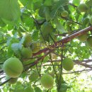 백옥슈퍼 이미지