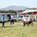 애견전람회 이미지