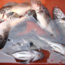 피쉬팩토리 이미지