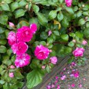 월평종합사회복지관 이미지