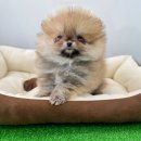 퍼피메이트 안심분양센터 동탄 강아지분양 이미지