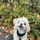 멍찌애견유치원 이미지