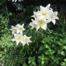 양덕동264 이미지