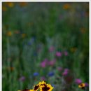 운장산자연휴양림 이미지