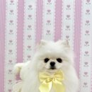 아멍띠에 이미지