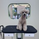 아워퍼피 이미지