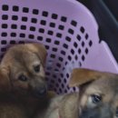 대영동물병원 이미지