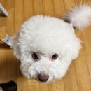 도그싸롱 이미지