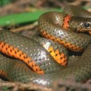 에스키스 이미지