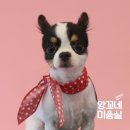 앙꼬네 미용실 이미지