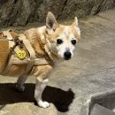 반려동물의류용품제작(야간) | 바오하우스 야광 인식표 강아지 인식표 반려견 야간산책