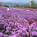 별바람언덕에 보라색 아스타 국화꽃이 이미지