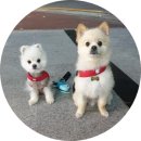 제주애견카페왈 사계점 | 서귀포 제주애견카페 왈 사계점 다녀왔어요~