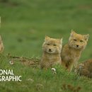 여우 PC방 이미지