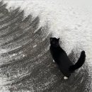 자발적 고립 이미지