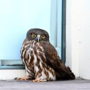 충남야생동물구조센터 이미지