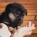 강아지꿈 이미지