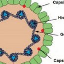 인유두종 바이러스 증상 및 원인 검사 치료 백신 남자 접종 유무 : HPV 바이러스(사람 유두종바이러스) 이미지