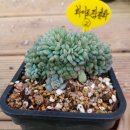 화이트팜(주) 이미지