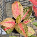 Aglaonema Red Legacy [아글라오네마 레드 레거시]