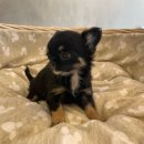 아띠퍼피 이미지