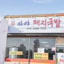 쭈니돼지