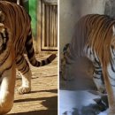 만 마리의 호랑이 이미지