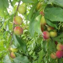 영분농장 이미지