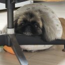 퍼펙트바이트 | 시니어 강아지사료 고민 끝! 힐스 어덜트7+ 퍼펙트 다이제스천 급여 후기