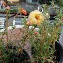 월산농장 이미지