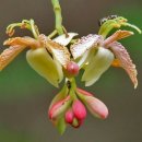 타마린드 이미지