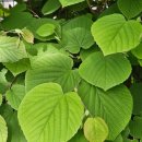 송광목장 이미지