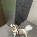 열두달펫 이미지