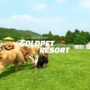 골드펫리조트 네이버블로그