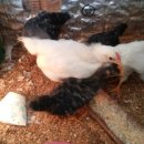 자연부화장 이미지