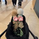 [일산] 스타필드 고양점 애견동반 가능한 양식 맛집 추천 / 바비레드 스타필드 고양점 내돈내산 솔직 후기
