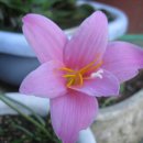 H7203 Daum카페