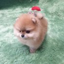 광주강아지분양 고양이분양 펫왕국 이미지
