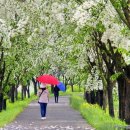 이팝나무길 이미지